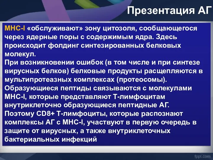 MHC-I «обслуживают» зону цитозоля, сообщающегося через ядерные поры с содержимым ядра.