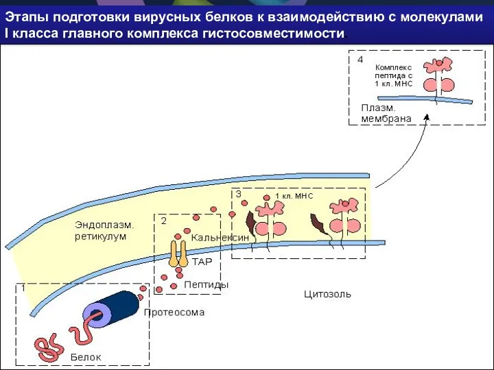 Этапы подготовки вирусных белков к взаимодействию с молекулами I класса главного комплекса гистосовместимости.