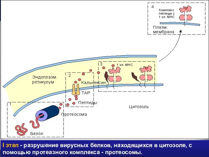 I этап - разрушение вирусных белков, находящихся в цитозоле, с помощью протеазного комплекса - протеосомы.