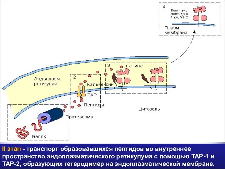 II этап - транспорт образовавшихся пептидов во внутреннее пространство эндоплазматического ретикулума