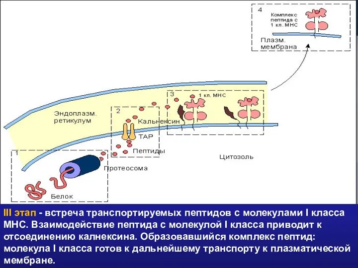 III этап - встреча транспортируемых пептидов с молекулами I класса МНС.