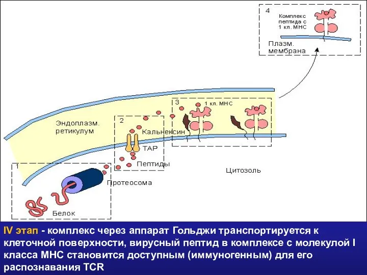 IV этап - комплекс через аппарат Гольджи транспортируется к клеточной поверхности,