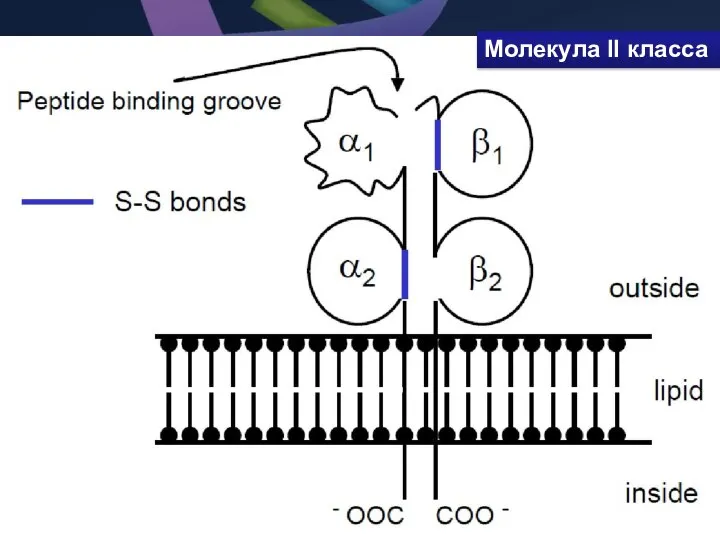 Молекула II класса