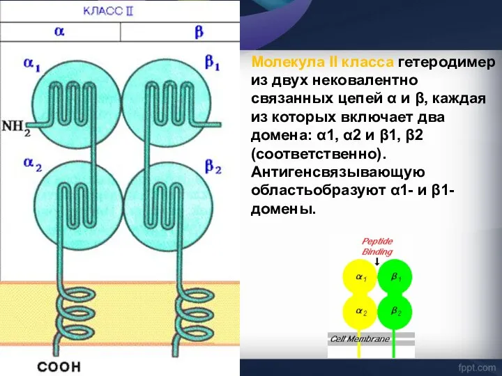 Молекула II класса гетеродимер из двух нековалентно связанных цепей α и