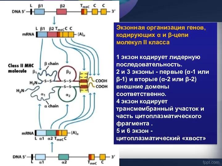 Экзонная организация генов, кодирующих α и β-цепи молекул II класса 1