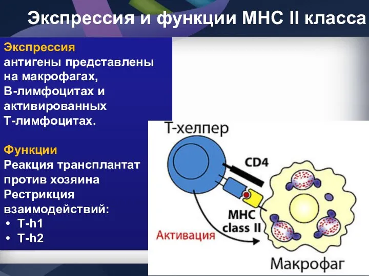 Экспрессия и функции МНС II класса Экспрессия антигены представлены на макрофагах,
