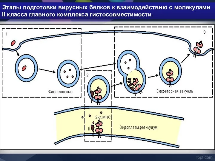 Этапы подготовки вирусных белков к взаимодействию с молекулами II класса главного комплекса гистосовместимости.