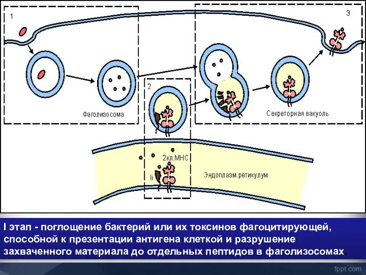 I этап - поглощение бактерий или их токсинов фагоцитирующей, способной к