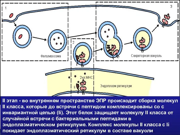 II этап - во внутреннем пространстве ЭПР происходит сборка молекул II