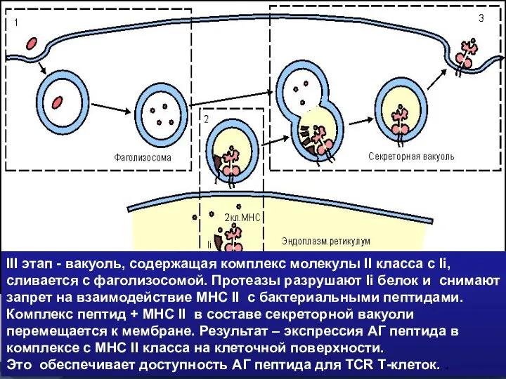 III этап - вакуоль, содержащая комплекс молекулы II класса с Ii,