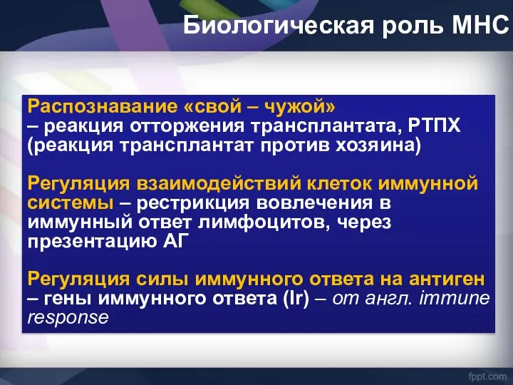 Биологическая роль МНС Распознавание «свой – чужой» – реакция отторжения трансплантата,