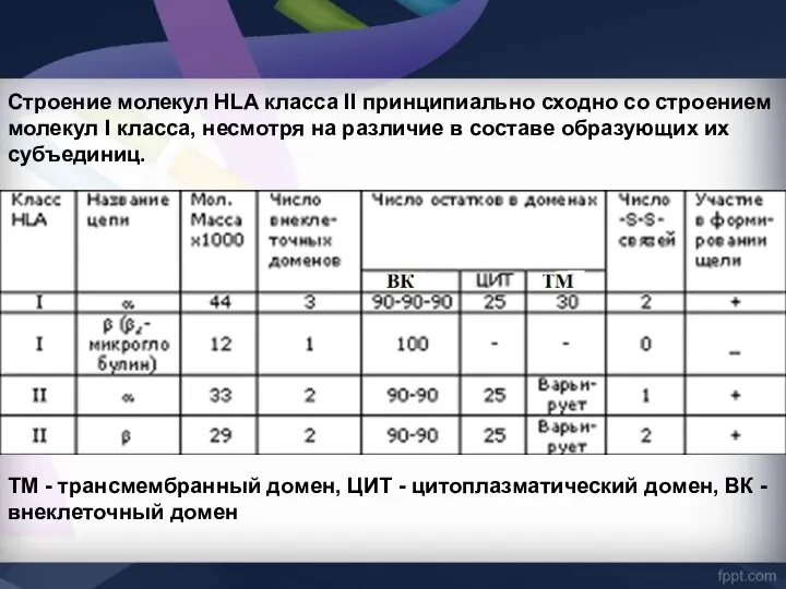 Строение молекул HLA класса II принципиально сходно со строением молекул I