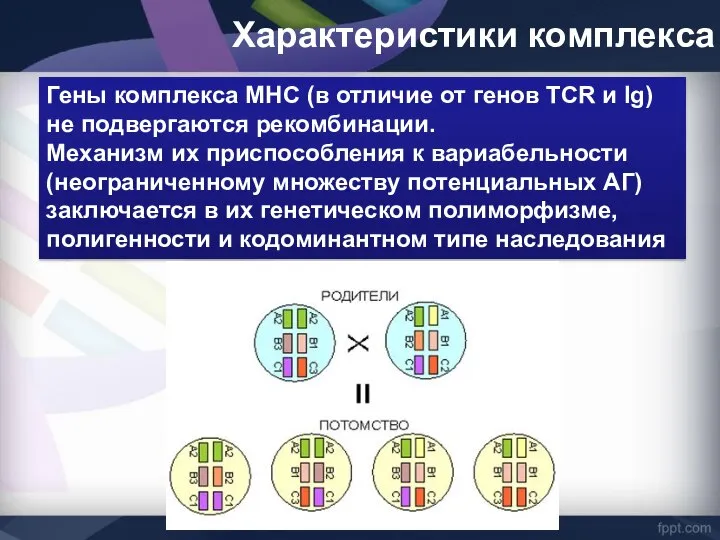 Гены комплекса MHC (в отличие от генов TCR и Ig) не