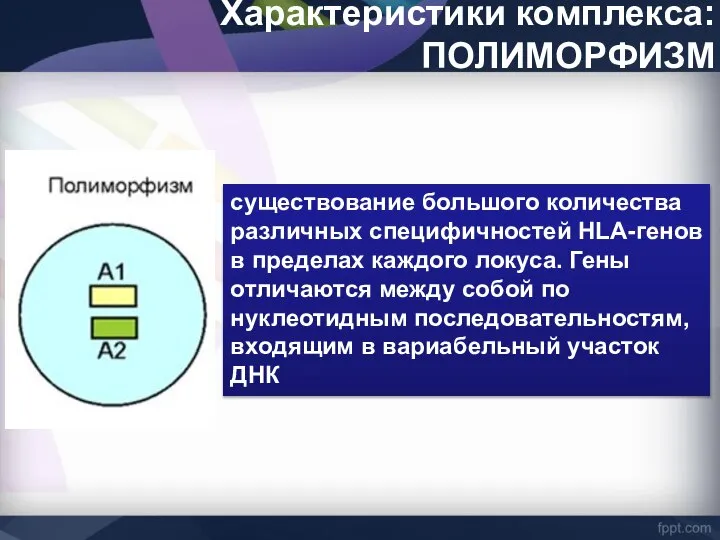 Характеристики комплекса: ПОЛИМОРФИЗМ существование большого количества различных специфичностей HLA-генов в пределах