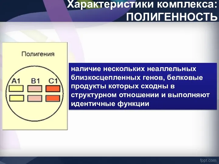 Характеристики комплекса: ПОЛИГЕННОСТЬ наличие нескольких неаллельных близкосцепленных генов, белковые продукты которых