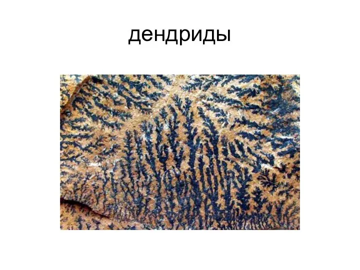 дендриды