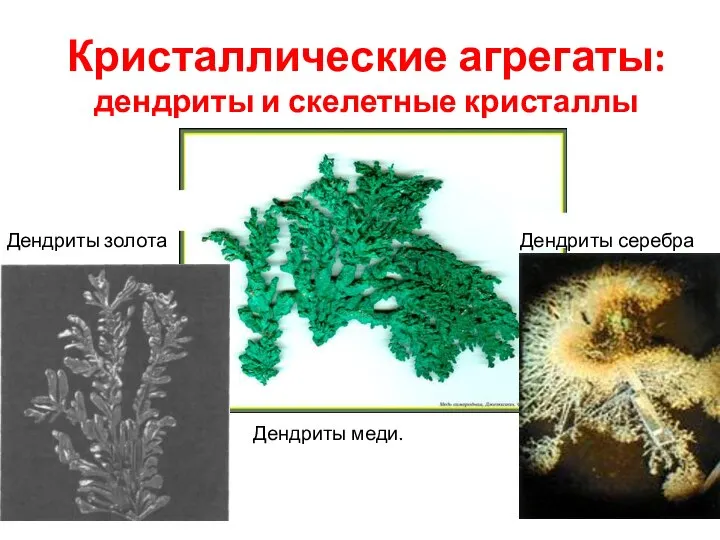 Кристаллические агрегаты: дендриты и скелетные кристаллы Дендриты меди. Дендриты серебра Дендриты золота