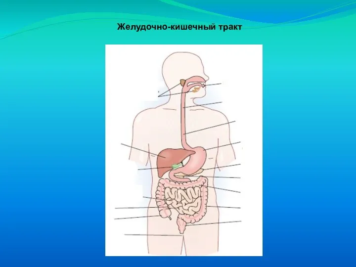 Желудочно-кишечный тракт