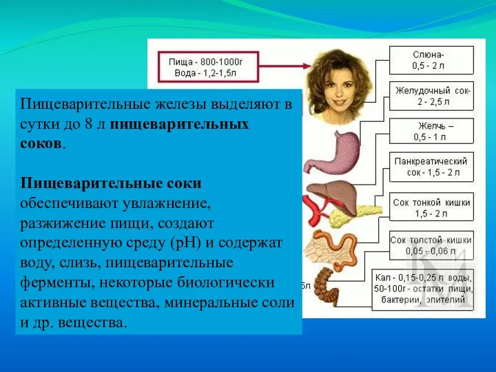 Пищеварительные железы выделяют в сутки до 8 л пищеварительных соков. Пищеварительные