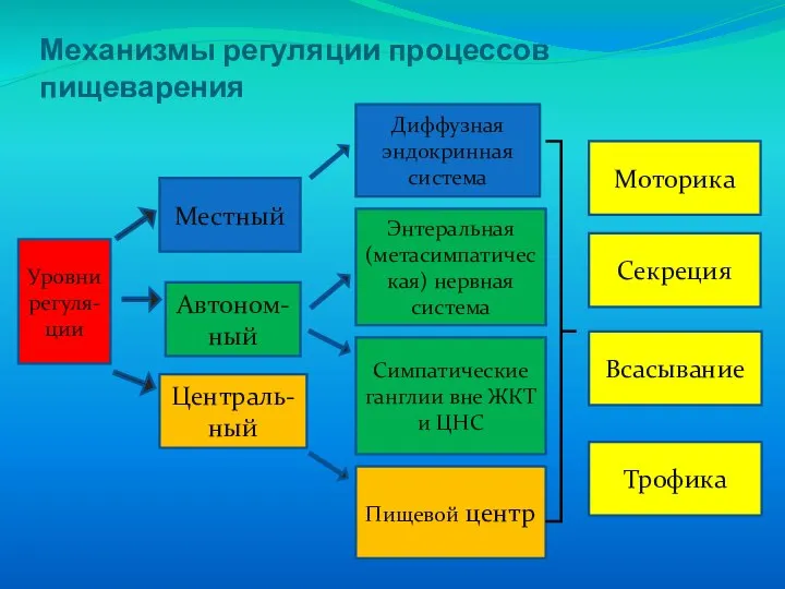 Механизмы регуляции процессов пищеварения Уровни регуля-ции Местный Централь-ный Автоном-ный Диффузная эндокринная