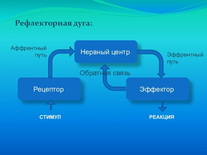 Рефлекторная дуга: СТИМУЛ РЕАКЦИЯ Обратная связь Аффрентный путь Эффрентный путь