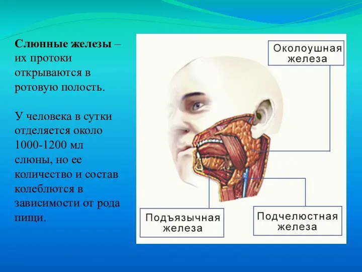 Слюнные железы – их протоки открываются в ротовую полость. У человека
