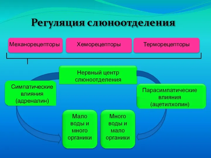 Регуляция слюноотделения Симпатические влияния (адреналин)