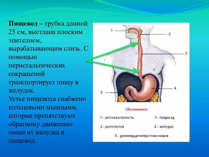 Пищевод – трубка длиной 25 см, выстлана плоским эпителием, вырабатывающим слизь.