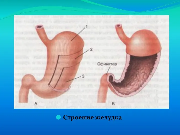 Строение желудка