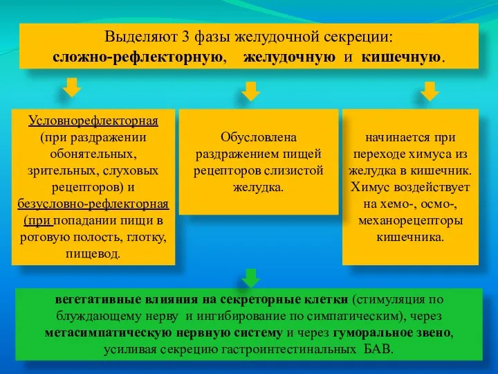 Выделяют 3 фазы желудочной секреции: сложно-рефлекторную, желудочную и кишечную. вегетативные влияния