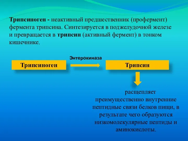 Трипсиноген - неактивный предшественник (профермент) фермента трипсина. Синтезируется в поджелудочной железе