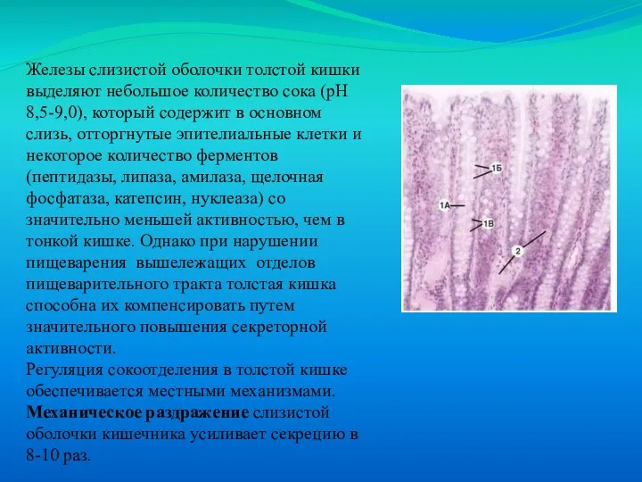 Железы слизистой оболочки толстой кишки выделяют небольшое количество сока (рН 8,5-9,0),