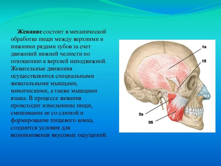 Жевание состоит в механической обработке пищи между верхними и нижними рядами