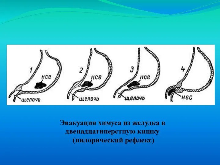 Эвакуация химуса из желудка в двенадцатиперстную кишку (пилорический рефлекс)