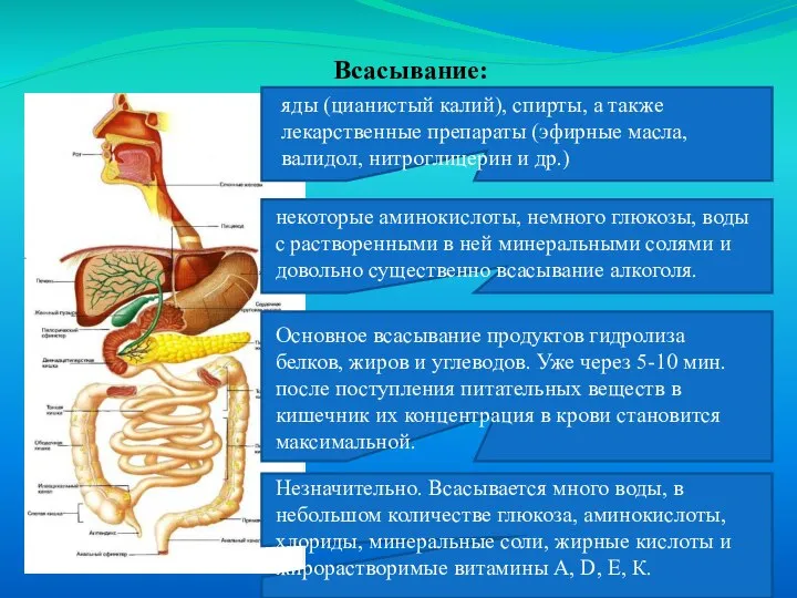 Всасывание: яды (цианистый калий), спирты, а также лекарственные препараты (эфирные масла,