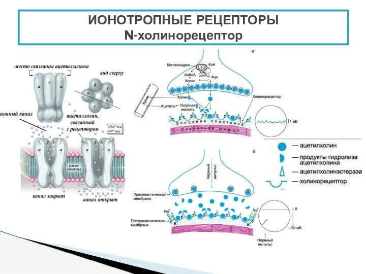 ИОНОТРОПНЫЕ РЕЦЕПТОРЫ N-холинорецептор