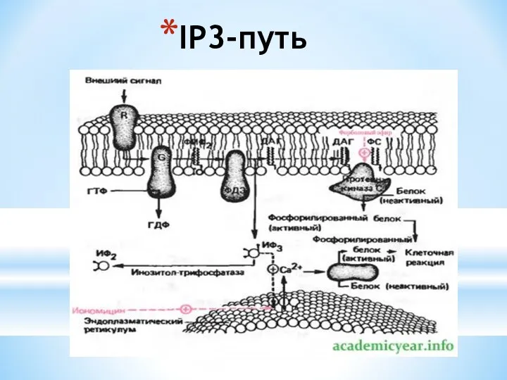 IP3-путь