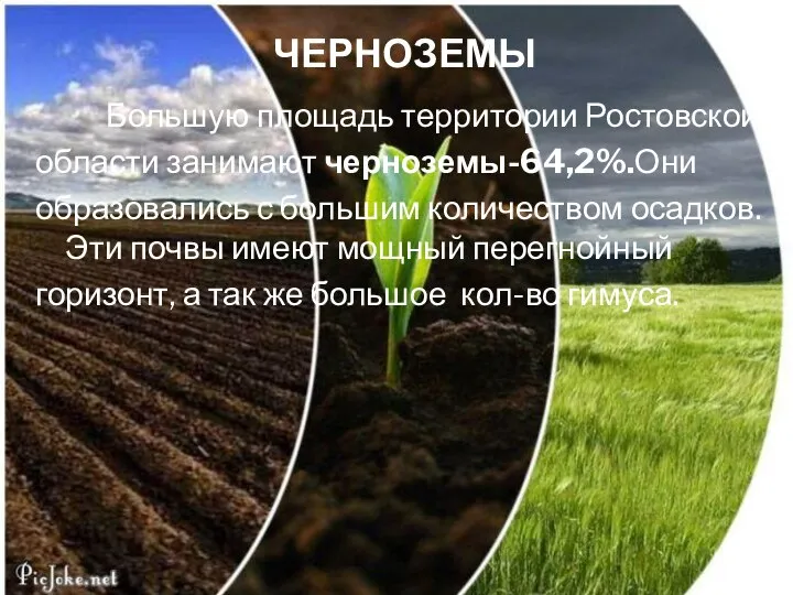 Большую площадь территории Ростовской области занимают черноземы-64,2%.Они образовались с большим количеством