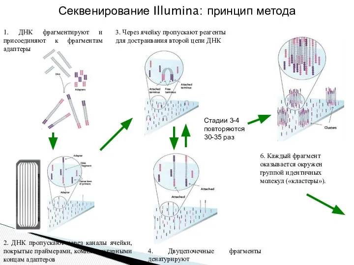 Секвенирование Illumina: принцип метода 1. ДНК фрагментируют и присоединяют к фрагментам