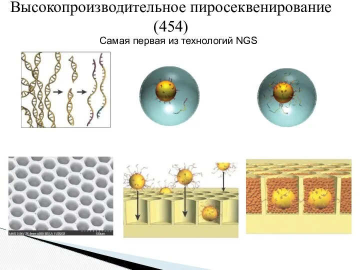 Высокопроизводительное пиросеквенирование (454) Самая первая из технологий NGS