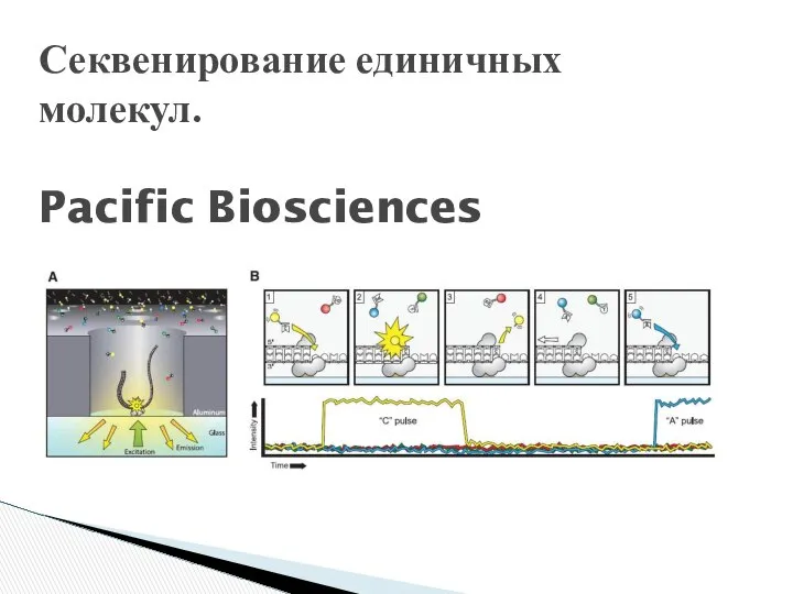Секвенирование единичных молекул. Pacific Biosciences