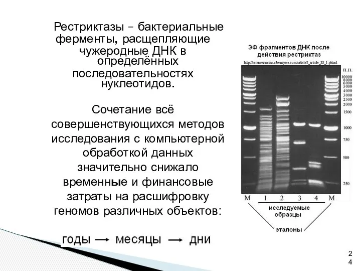 Рестриктазы – бактериальные ферменты, расщепляющие чужеродные ДНК в определённых последовательностях нуклеотидов.