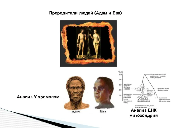 Прородители людей (Адам и Ева) Анализ Y-хромосом Анализ ДНК митохондрий