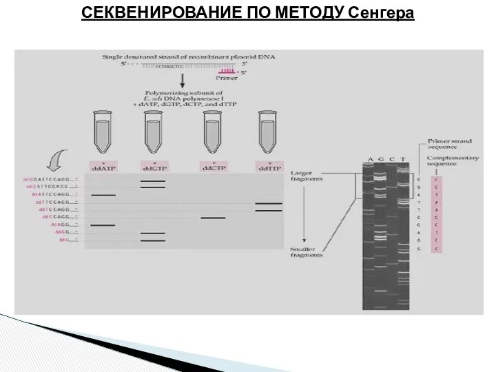 СЕКВЕНИРОВАНИЕ ПО МЕТОДУ Сенгера