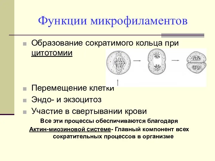 Функции микрофиламентов Образование сократимого кольца при цитотомии Перемещение клетки Эндо- и