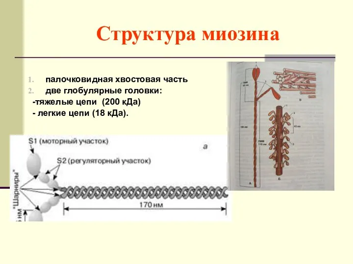 Структура миозина палочковидная хвостовая часть две глобулярные головки: -тяжелые цепи (200