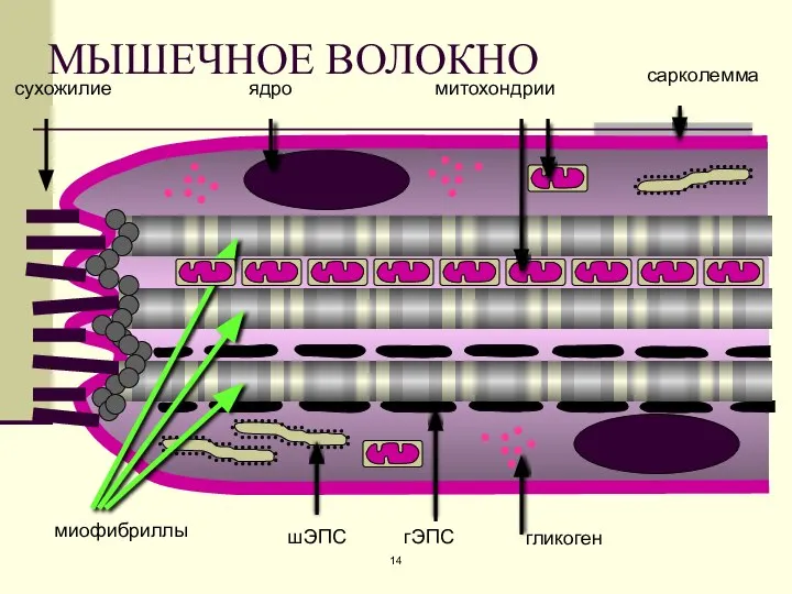 МЫШЕЧНОЕ ВОЛОКНО