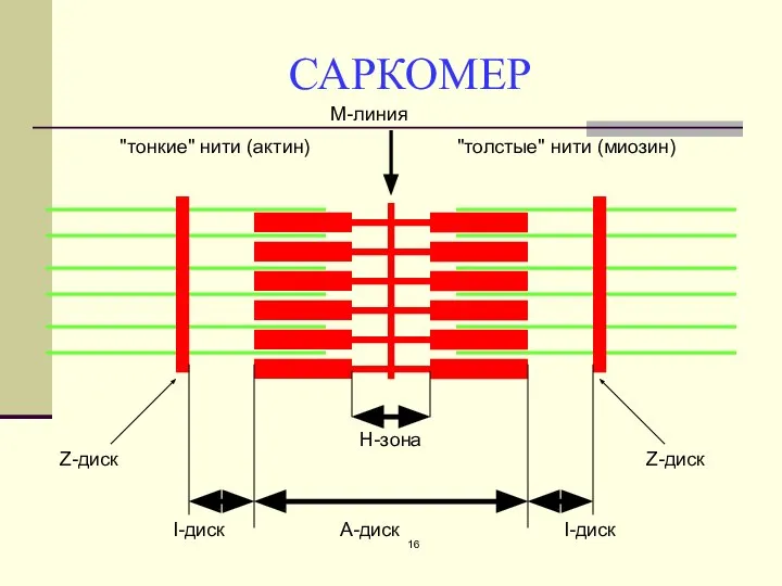 САРКОМЕР