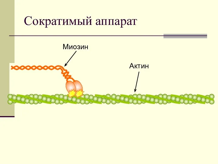 Сократимый аппарат Миозин Актин