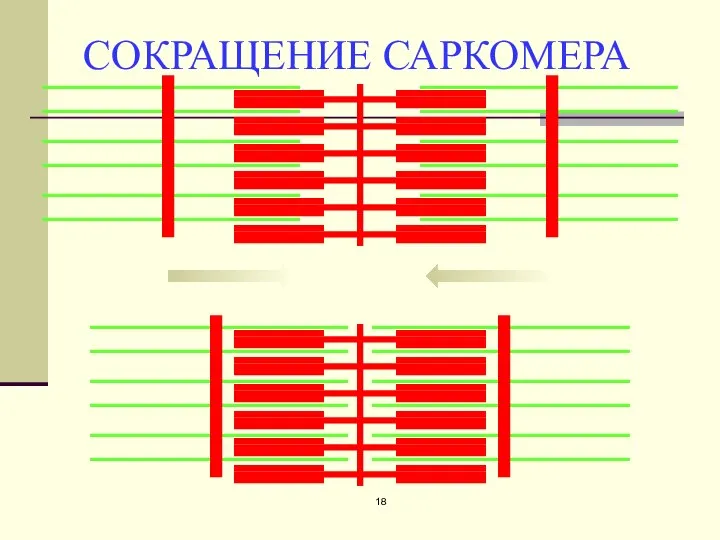 СОКРАЩЕНИЕ САРКОМЕРА